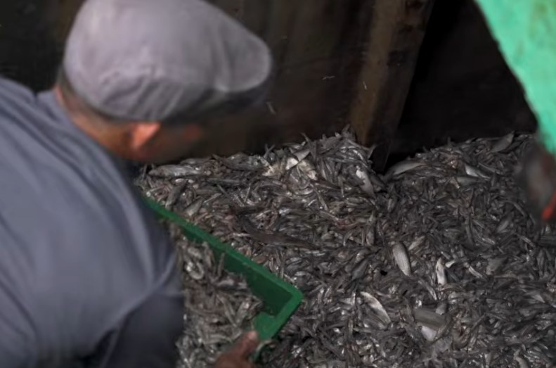 Anchovies being sorted at a fish sauce production facility